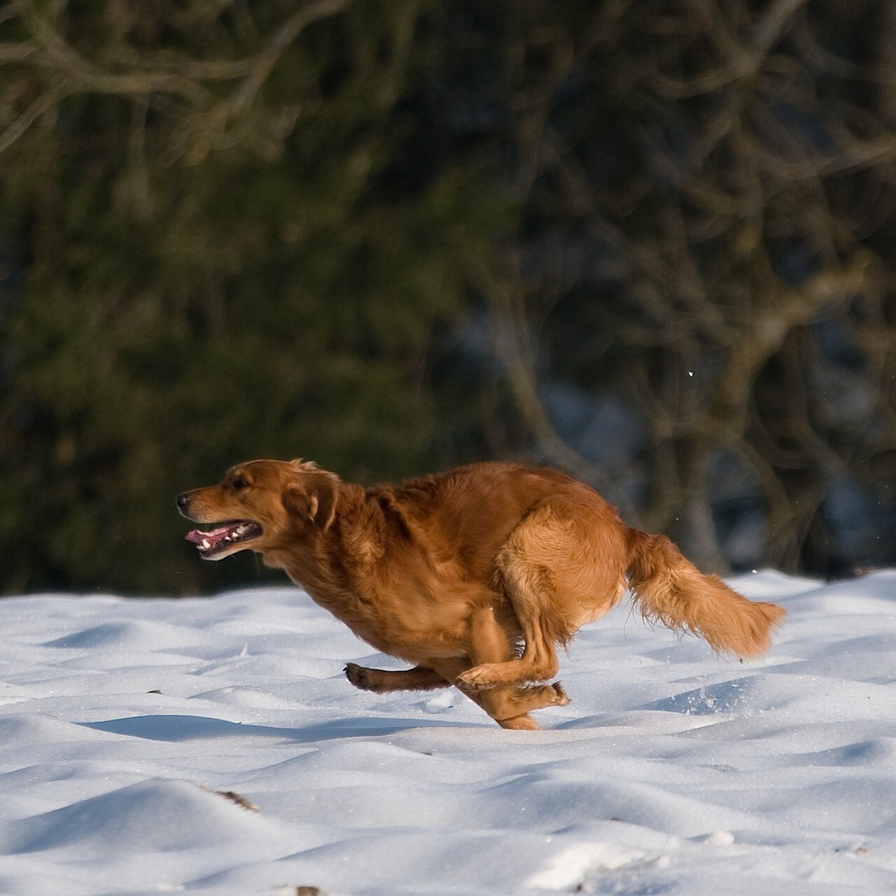 Jagdhunde - Vierbeinige Spezialisten